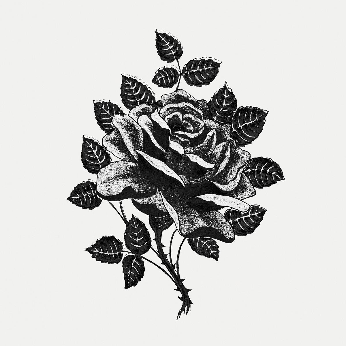 Black and white illustration of rose | Premium PSD - rawpixel