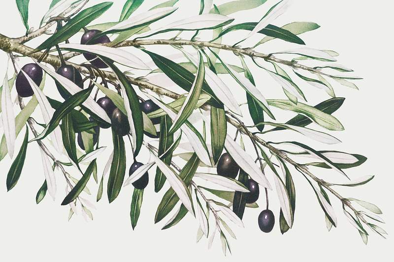 Christmas card depicting olive branches from The Miriam and Ira D. Wallach Division of Art, Prints and Photographs: Picture…