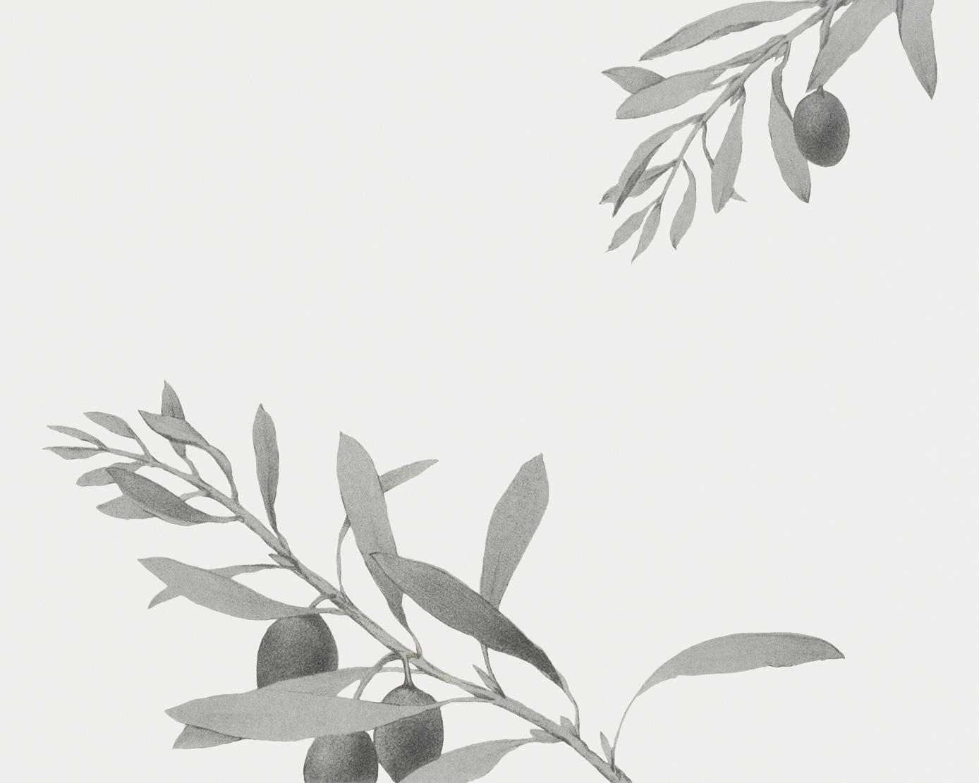Christmas card depicting olive branches from The Miriam and Ira D. Wallach Division of Art, Prints and Photographs: Picture... Christmas card depicting olive branches from The Miriam and Ira D. Wallach Division of Art, Prints and Photographs: Picture...