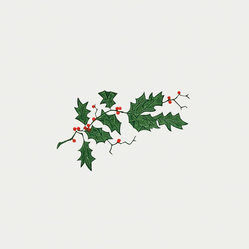 Vintage Christmas holly branch Vintage holly branch illustration