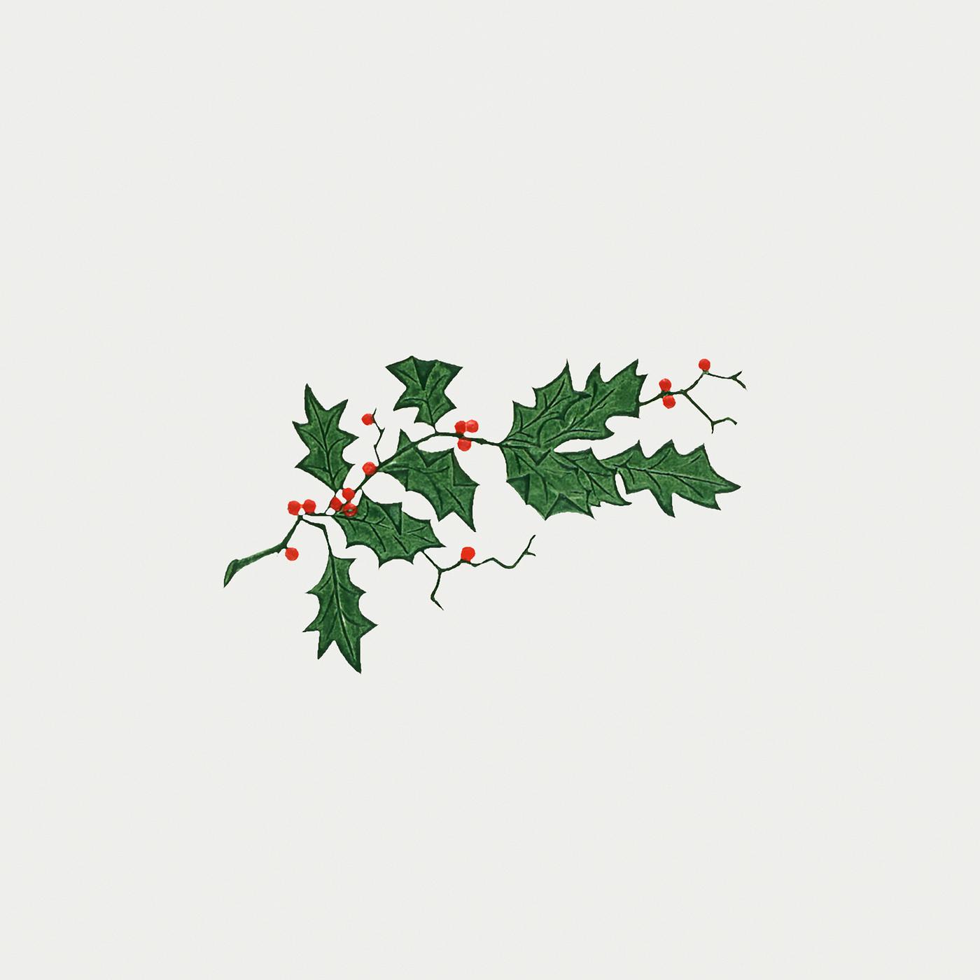 Vintage Christmas holly branch Holly branch illustration in the Christmas Dinner menu (1899) from The Buttolph collection of menus. Original From The New...