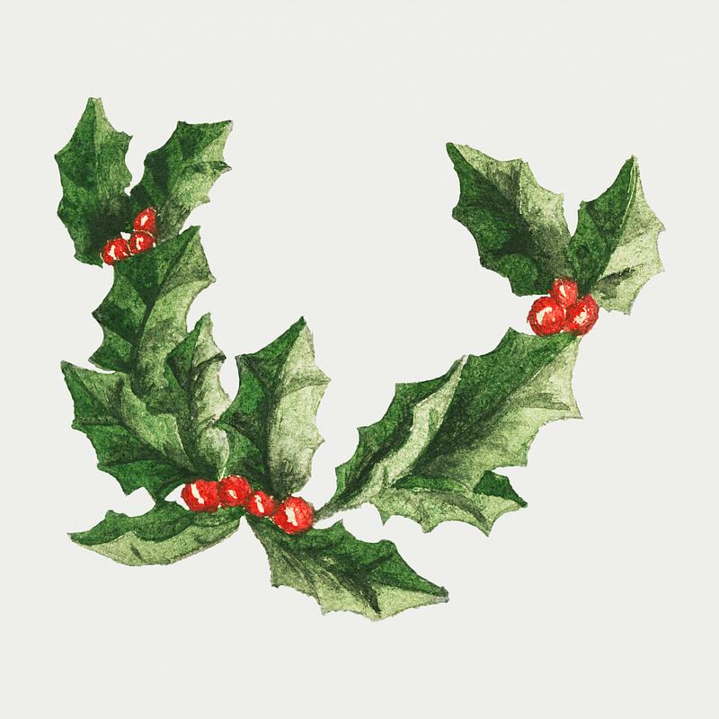 Vintage Christmas holly branch Vintage holly branch illustration for a Christmas card