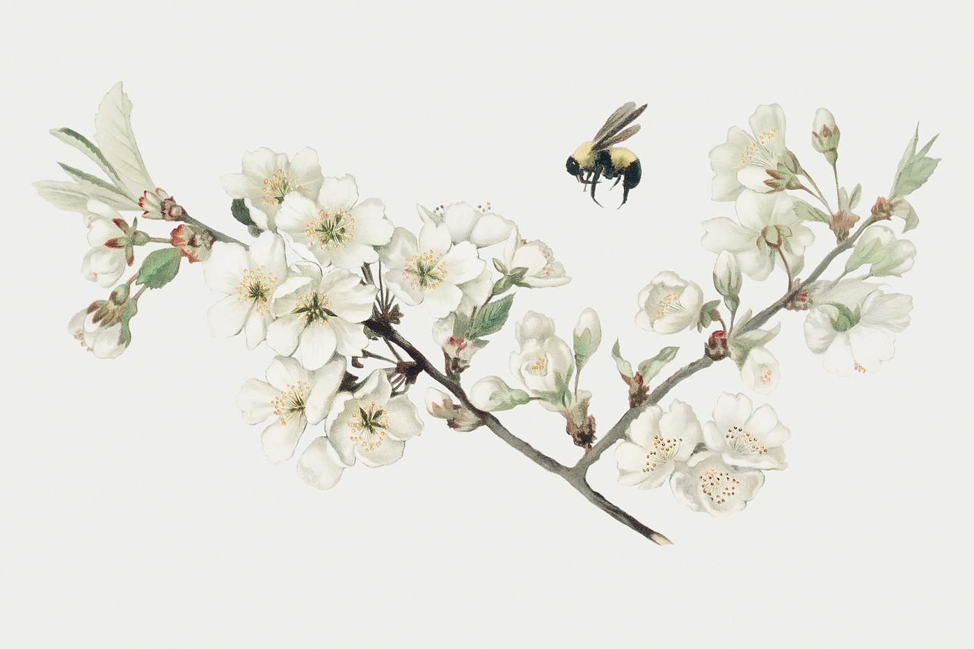 Vintage apple blossom illustration in a Christmas card Vintage apple blossom illustration in a Christmas card