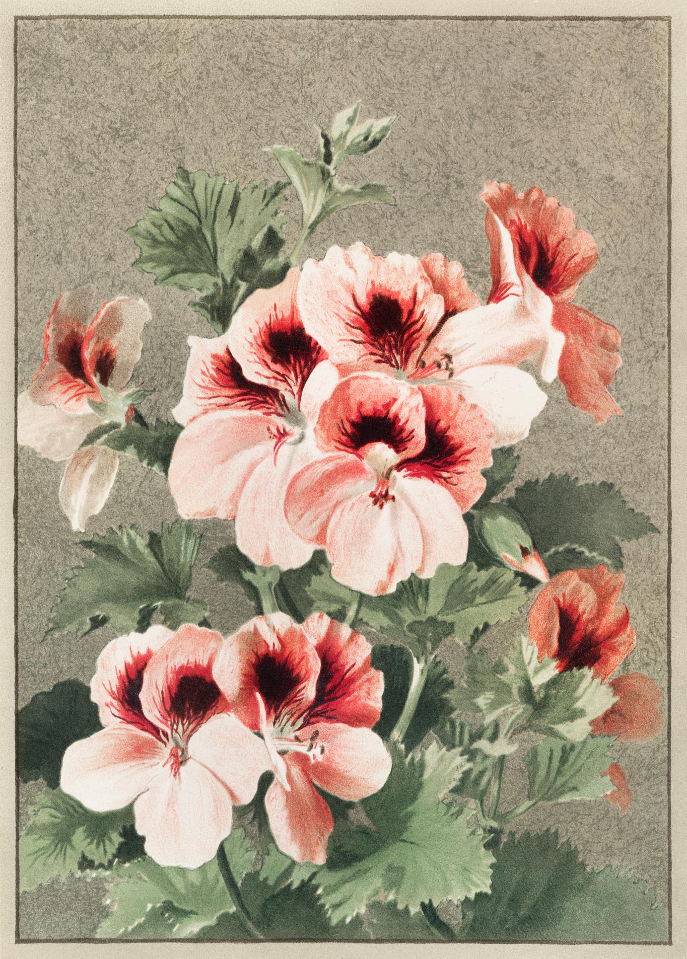 Christmas card with cherry blossoms Christmas card depicting cherry blossoms from The Miriam And Ira D. Wallach Division Of Art, Prints and Photographs: Picture...