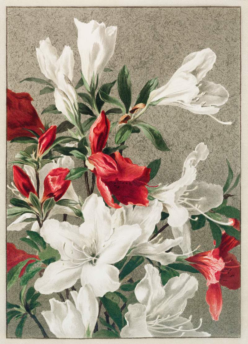 Christmas card with apple blossoms | Free public domain illustration Christmas card depicting apple blossom from The Miriam and Ira D. Wallach Division Of Art, Prints and Photographs: Picture…