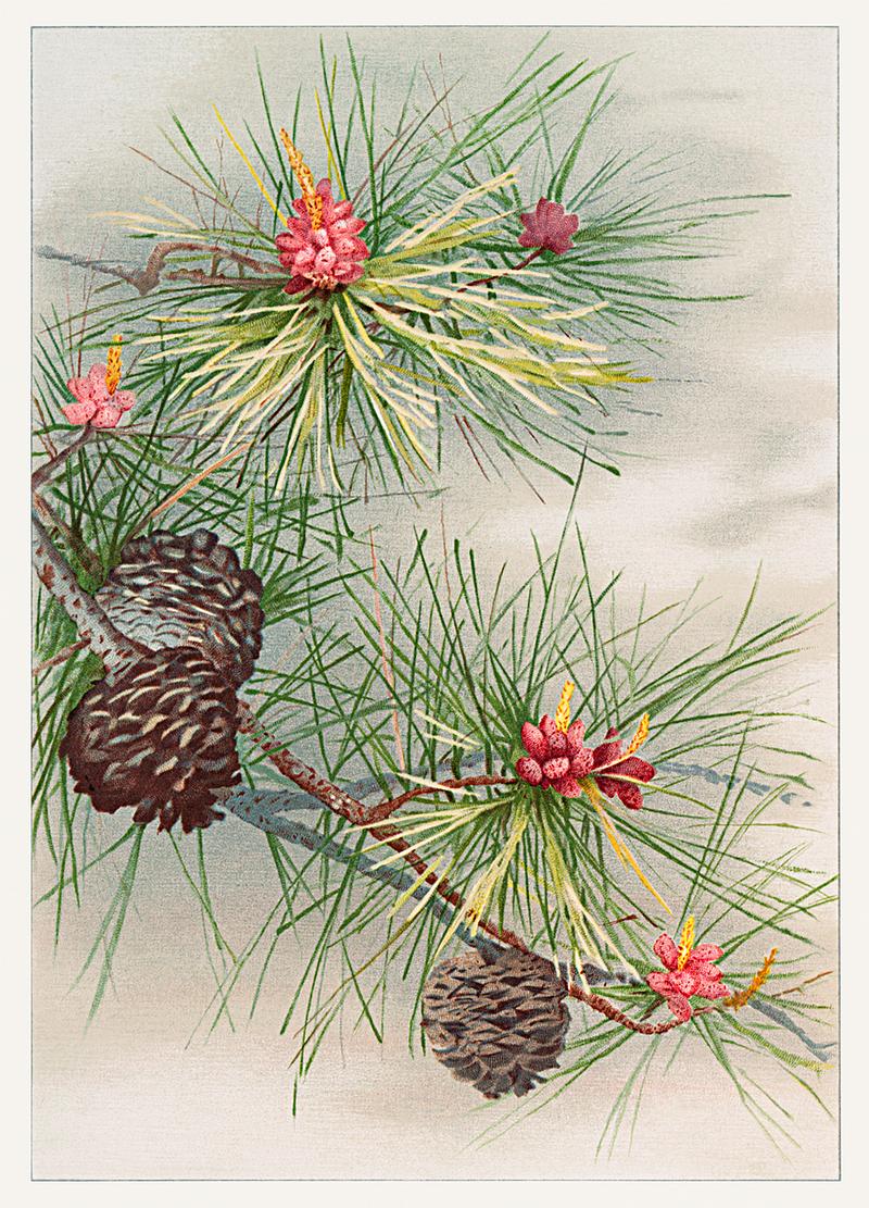 Pine flower on a Christmas & birthday card Birthday card depicting pines and flower (1885) from The Miriam and Ira D. Wallach Division of Art, Prints and Photographs:…