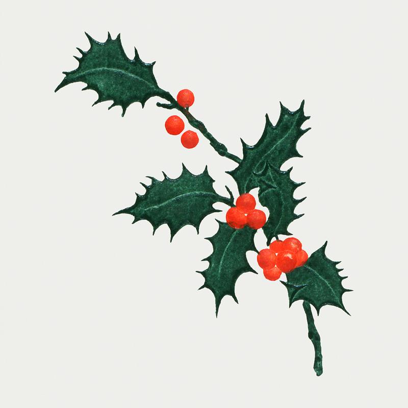 Vintage Christmas holly branch Christmas dinner with holly leaves (1899) from The Buttolph collection of menus. Original From The New York Public Library.…
