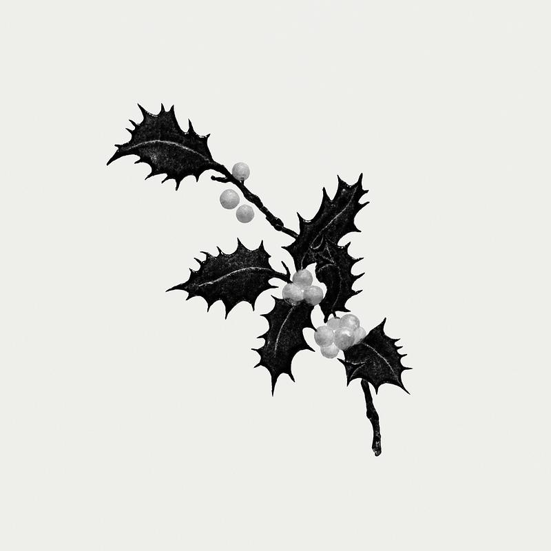 Vintage Christmas holly branch Vintage holly branch with leaves illustration for a Christmas card