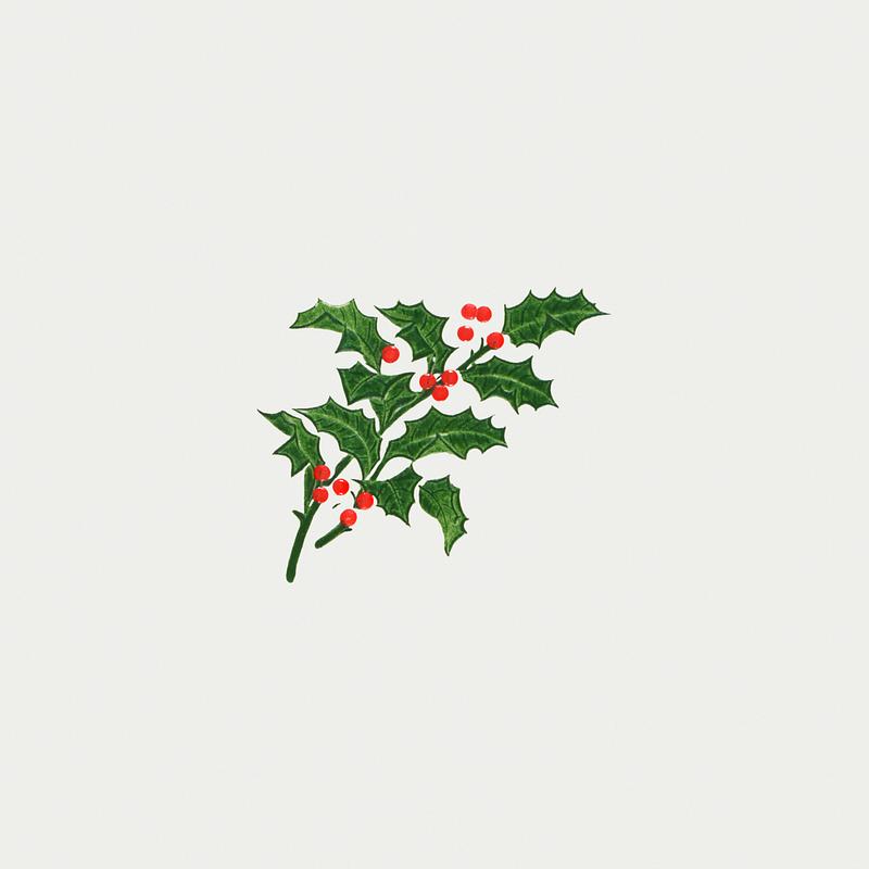 Vintage Christmas holly branch Vintage holly branch illustration for a Christmas card