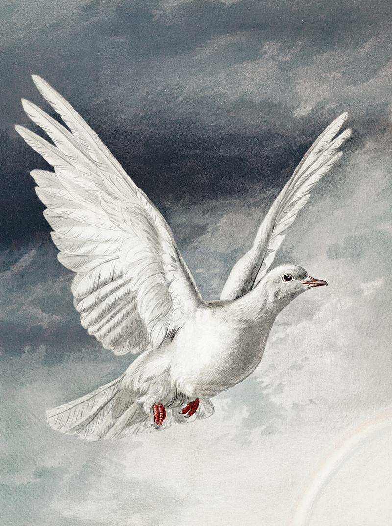 Flying dove on a Christmas card Easter cards with ornamental decoration (1881) from The Miriam and Ira D. Wallach Division of Art, Prints and Photographs:…
