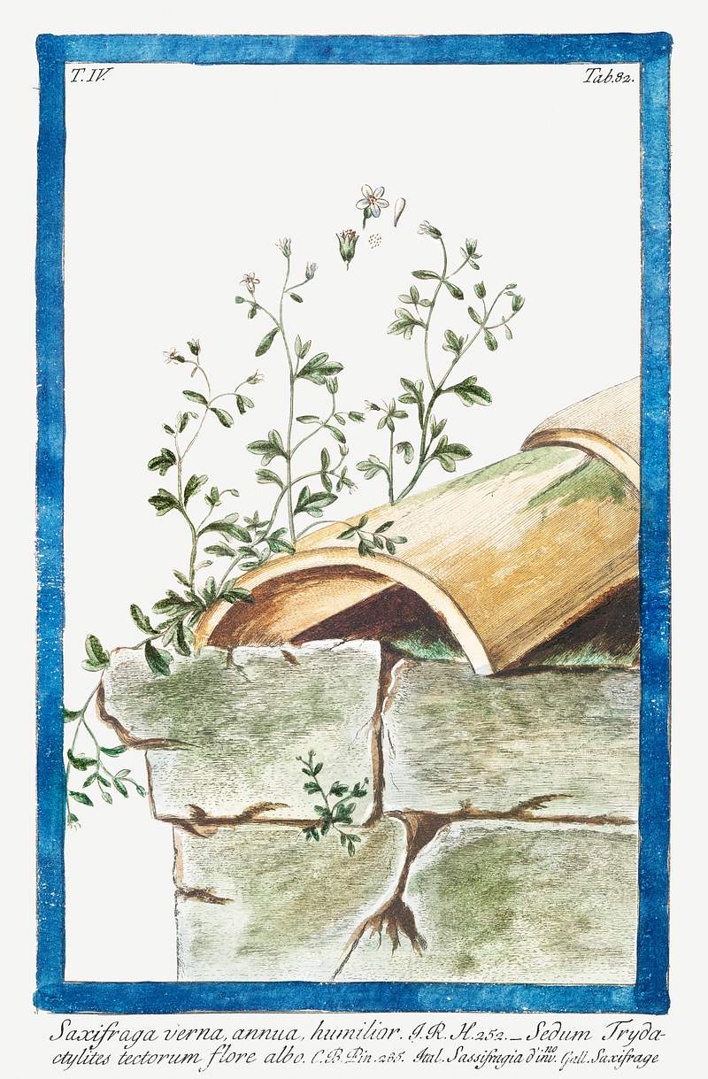 Saxifraga verna, annua humilio (ca. 1772 –1793) by Giorgio Bonelli. Original from the The New York Public Library.…