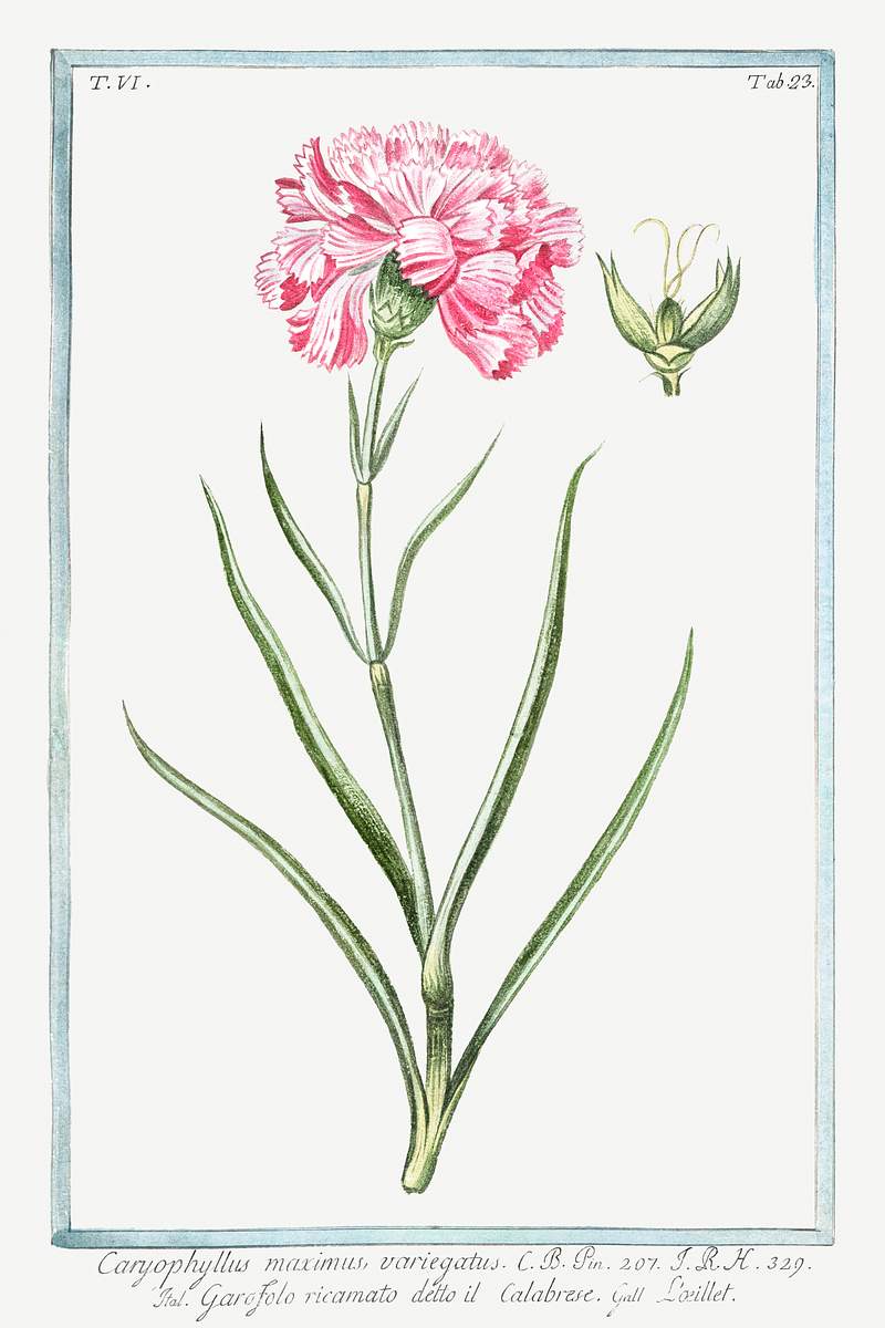 Carnation (ca. 1772 –1793) by Giorgio Bonelli. Original from the The New York Public Library. Digitally enhanced by…
