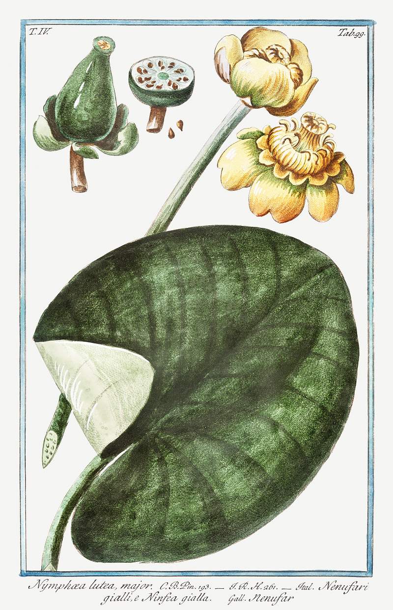 Water–lillies (ca. 1772 –1793) by Giorgio Bonelli. Original from the The New York Public Library. Digitally…