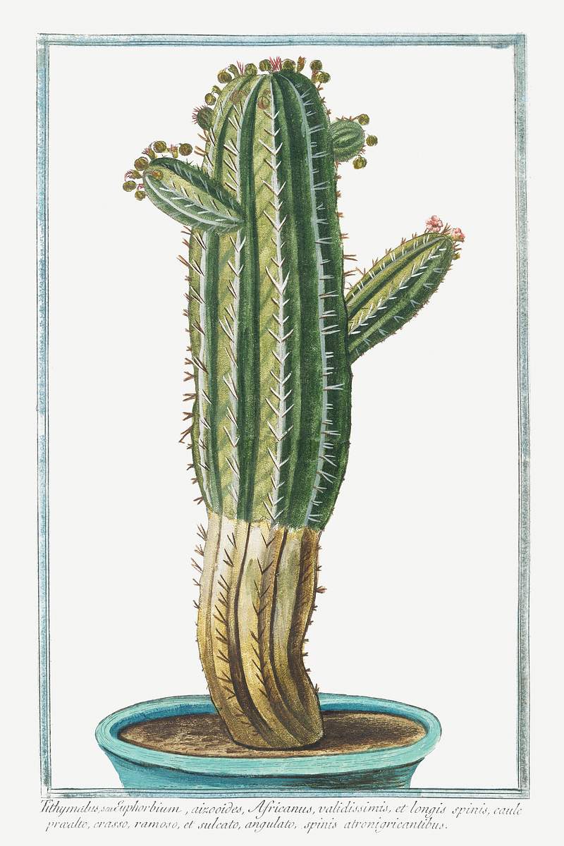 Tithymalus, seu Euphorbium, aizoooides, Africanus, validissimis, et longis spinis, caule præa;to, crasso, ramoso, et…