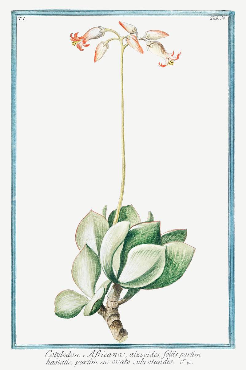 Cotyledon Africana, aizooides, foliis partim hastatis, partim ex ovato subrotundis (ca. 1772 –1793) by Giorgio Bonelli.…