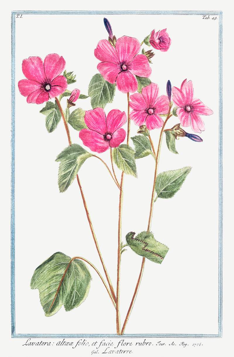 Tree Mallow (ca. 1772 –1793) by Giorgio Bonelli. Original from the The New York Public Library. Digitally enhanced by…