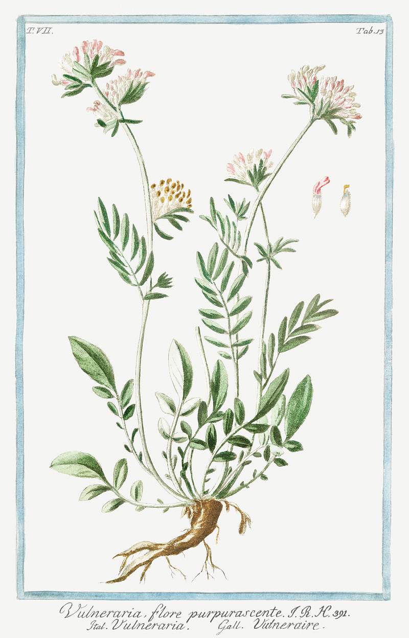Kidney Vetch (ca. 1772 –1793) by Giorgio Bonelli. Original from the The New York Public Library. Digitally enhanced by…