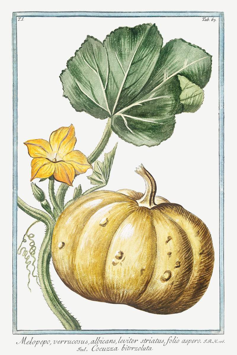 Melopepo, verruscosus, albicans, leviter striatus, folio aspero, Cocuzza bitorzoluta (ca. 1772 –1793) by Giorgio…