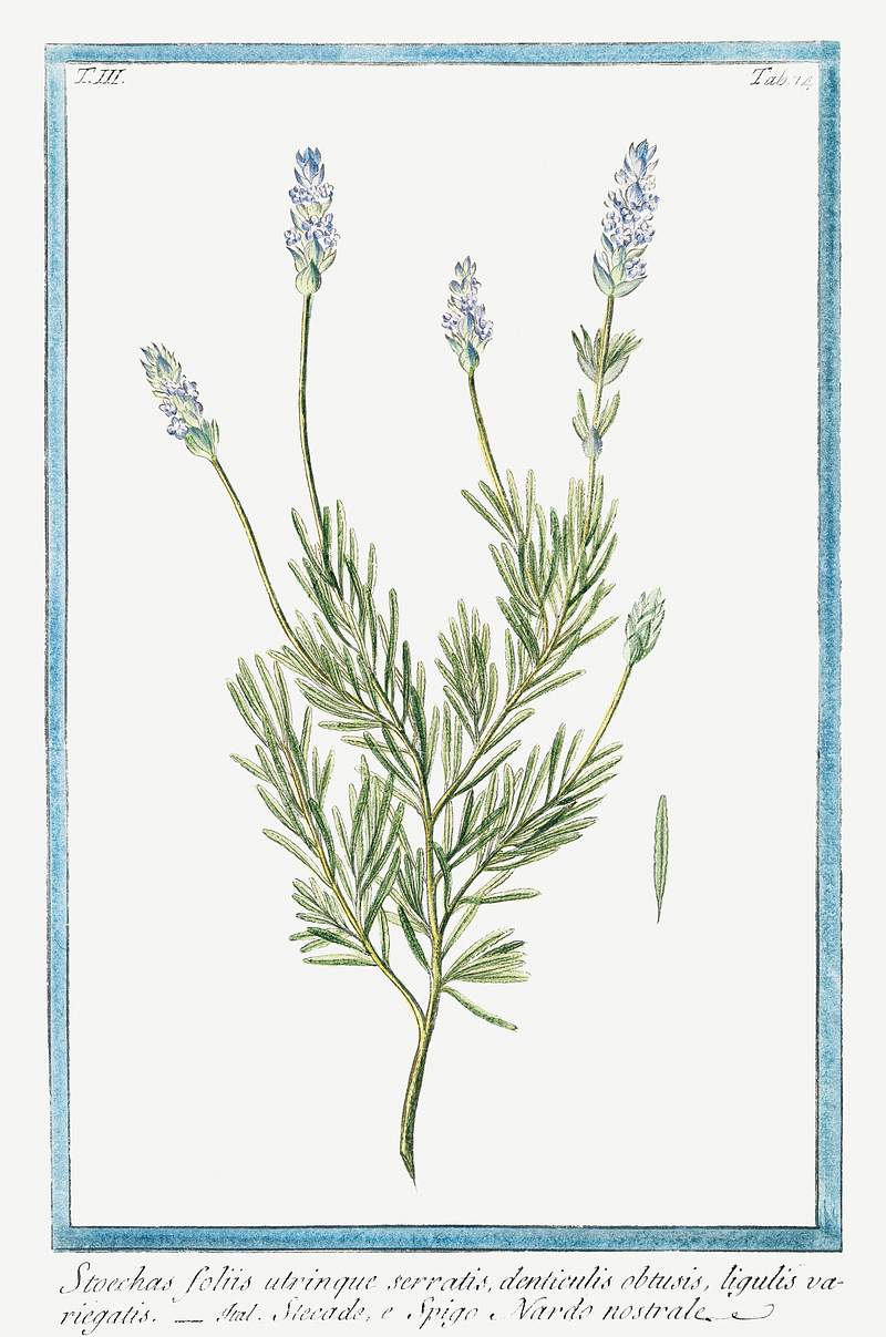 French Lavender (ca. 1772 –1793) by Giorgio Bonelli. Original from the The New York Public Library. Digitally enhanced…
