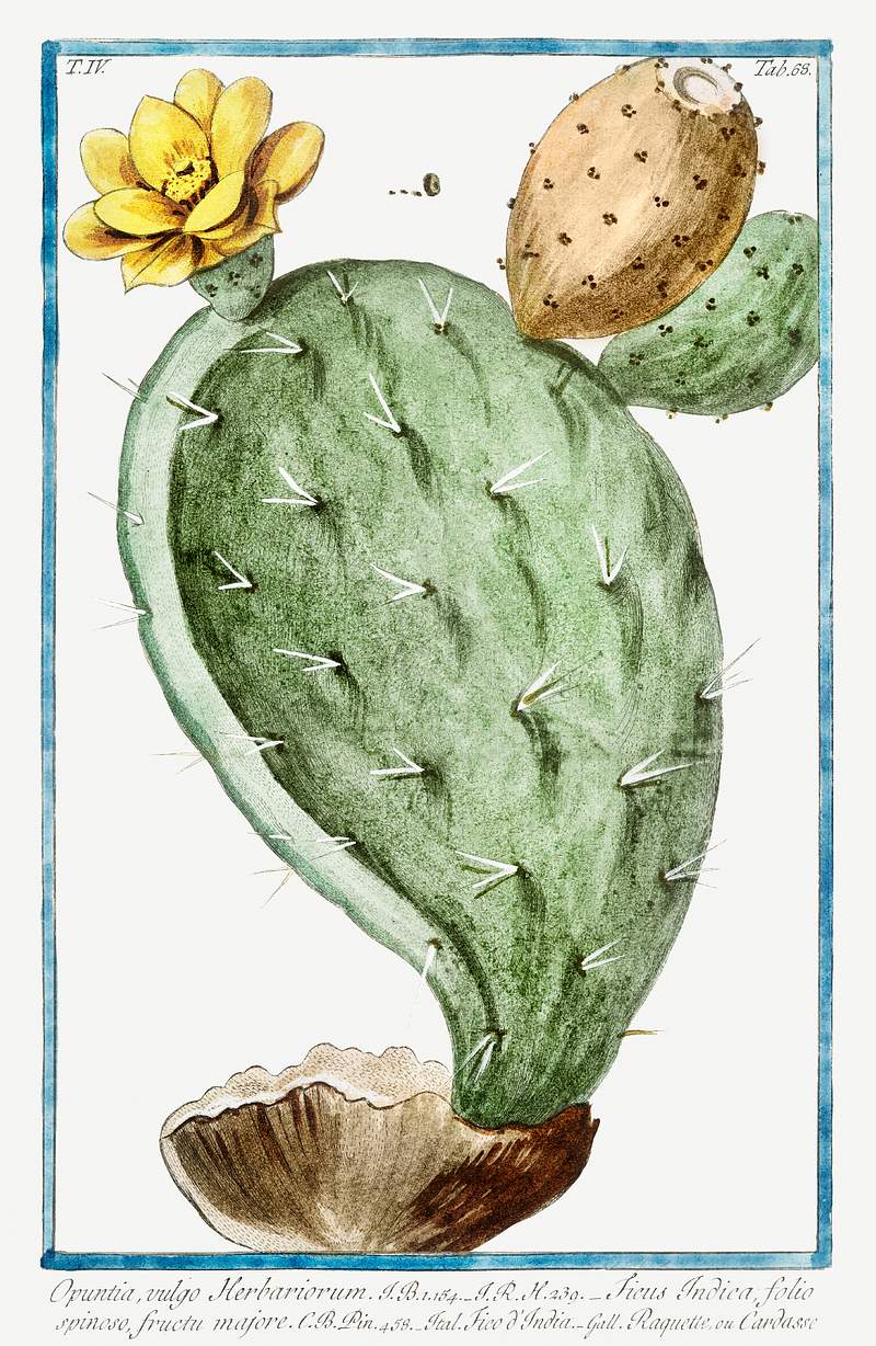 Prickly Pear, Indian Fig (ca. 1772 –1793) by Giorgio Bonelli. Original from the The New York Public Library. Digitally…