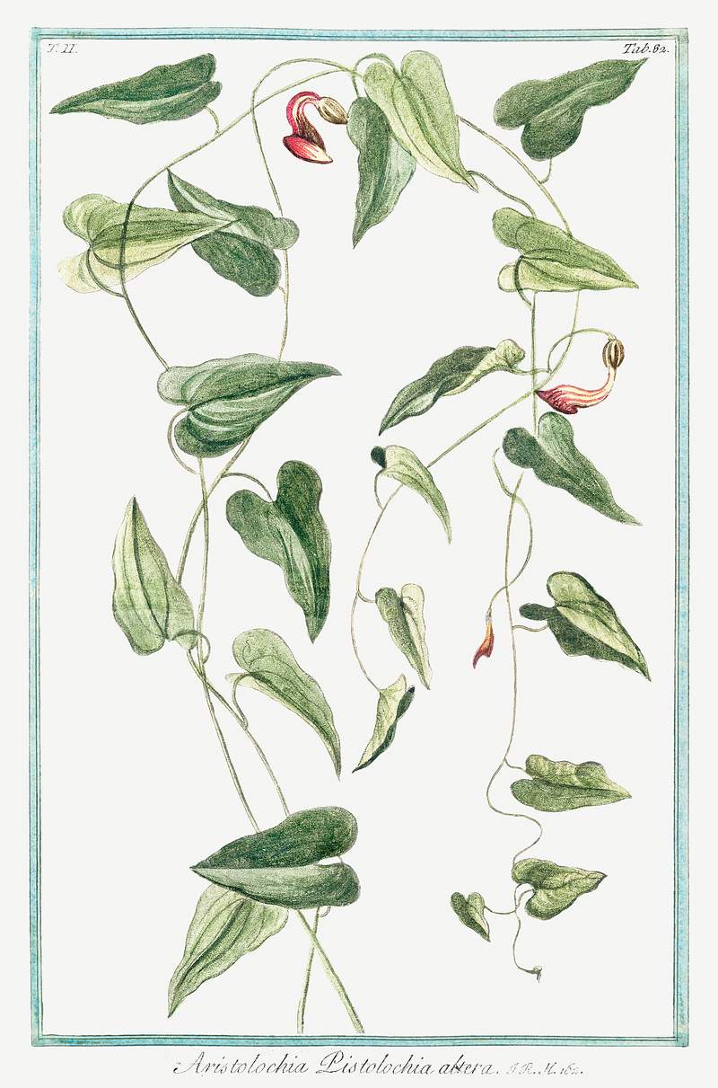 Aristolochia Pistolochia Altera (ca. 1772 –1793) by Giorgio Bonelli. Original from the The New York Public Library.…