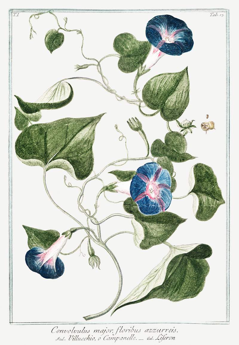 Convolvulus major, floribus azzurreis, Villucchio, o Campanelle, Leferon (ca. 1772 –1793) by Giorgio Bonelli. Original…