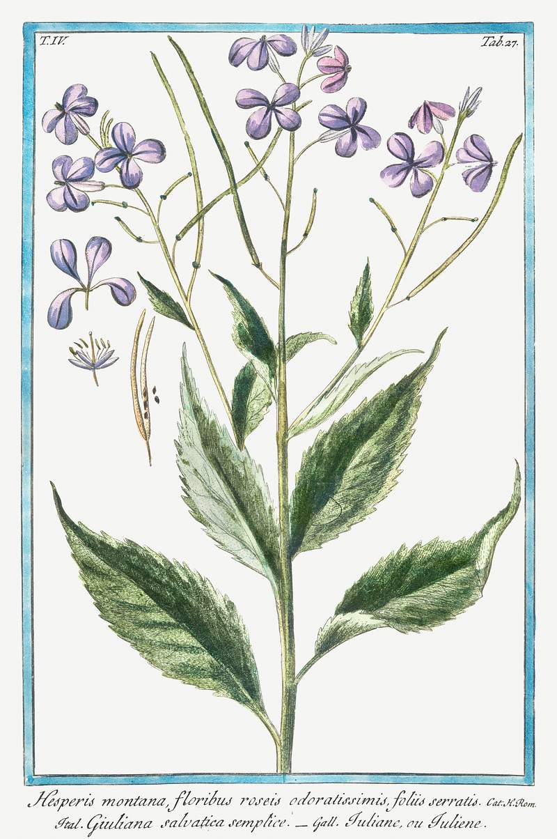 Sweet Rocket (ca. 1772 –1793) by Giorgio Bonelli. Original from the The New York Public Library. Digitally enhanced by…