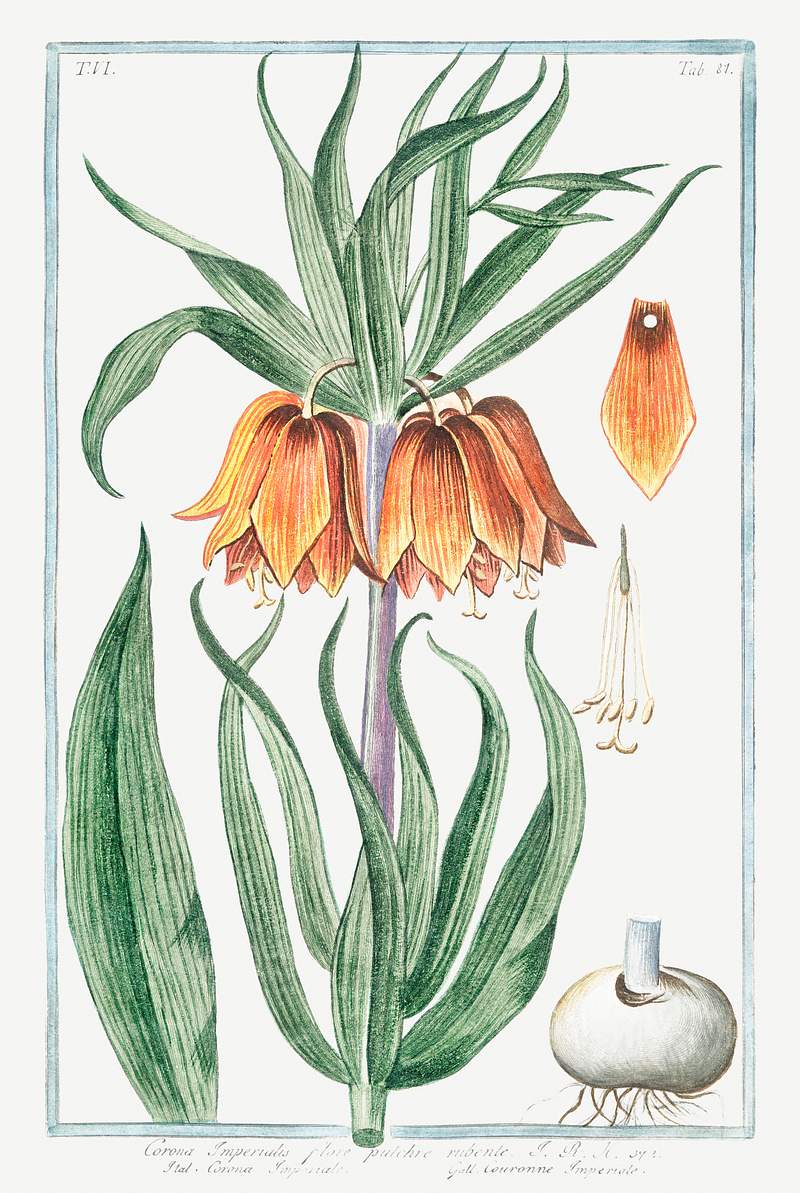 Corona Imperialis, flore pulchre rubente (ca. 1772 –1793) by Giorgio Bonelli. Original from the The New York Public…