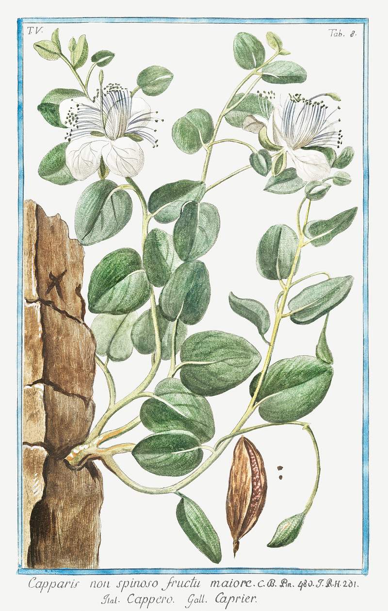 Capparis non Spinoso fructu Maiore, Cappero, Capier, Caper (ca. 1772 –1793) by Giorgio Bonelli. Original from the The…