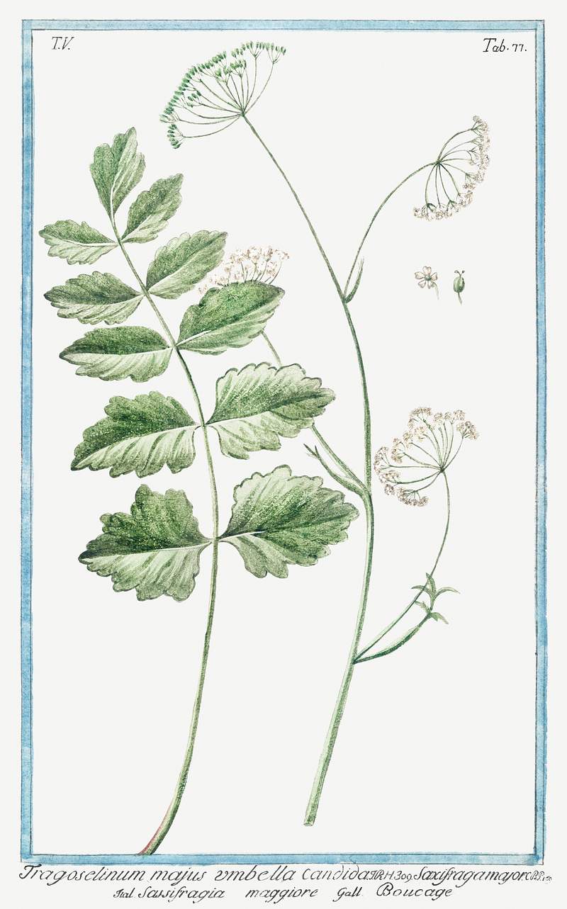 Tragoselinum Majus Umbella Candida (ca. 1772 –1793) by Giorgio Bonelli. Original from the The New York Public Library.…