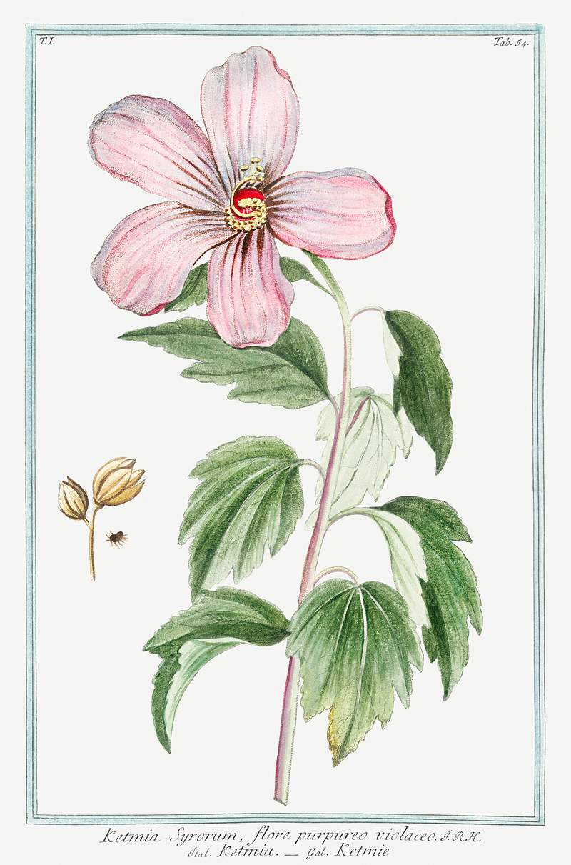 Rose of Sharon (ca. 1772 –1793) by Giorgio Bonelli. Original from the The New York Public Library. Digitally enhanced…