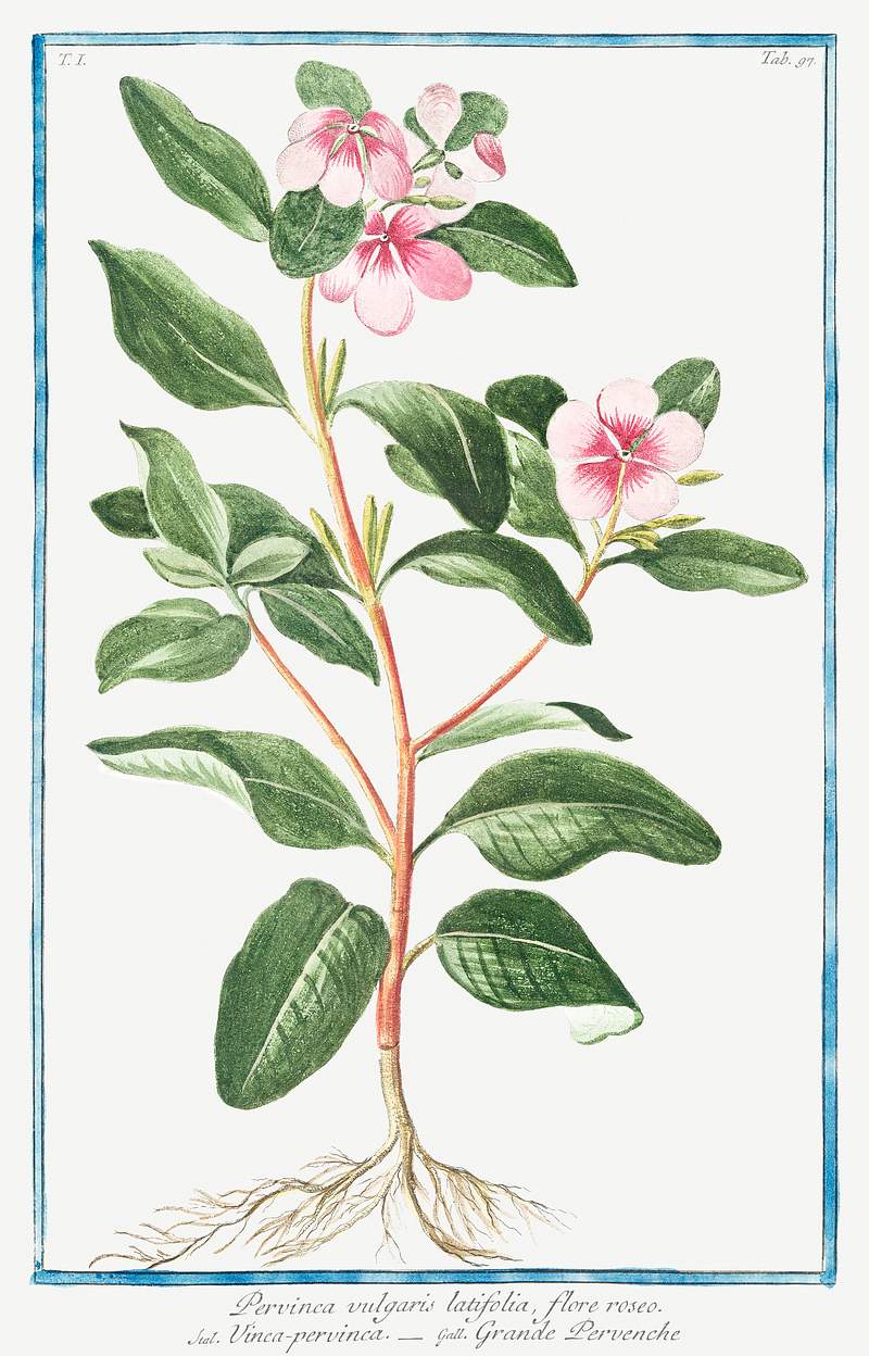 Greater Periwinkle (ca. 1772 –1793) by Giorgio Bonelli. Original from the The New York Public Library. Digitally…