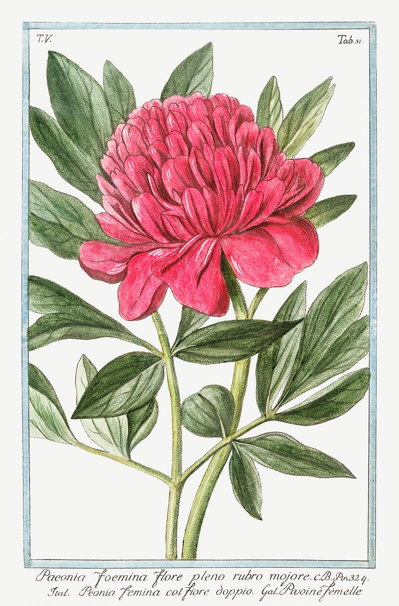Peony (ca. 1772 –1793) by Giorgio Bonelli. Original from the The New York Public Library. Digitally enhanced by…