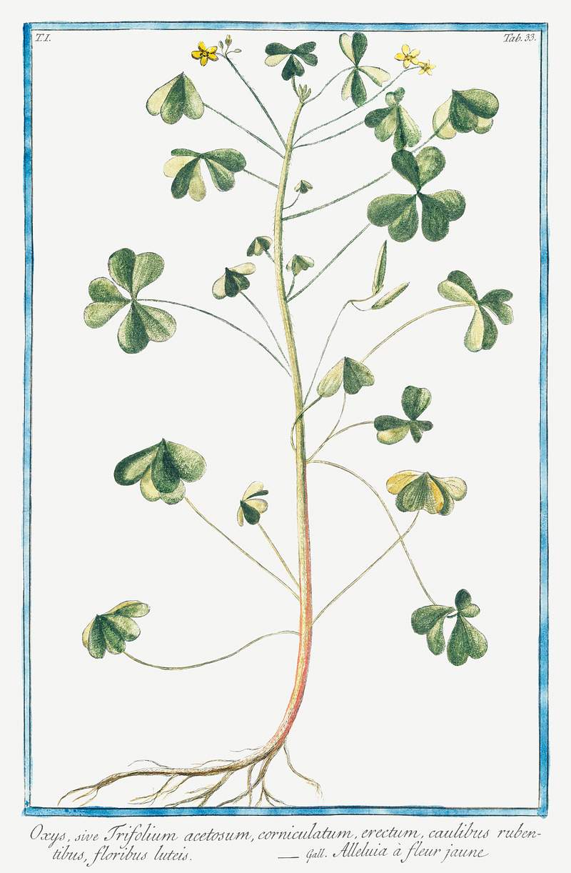 Oxys, sive Trifolium acetosum, corniculatum, erectum, caulibus rubentibus, floribus luteis (ca. 1772 –1793) by Giorgio…