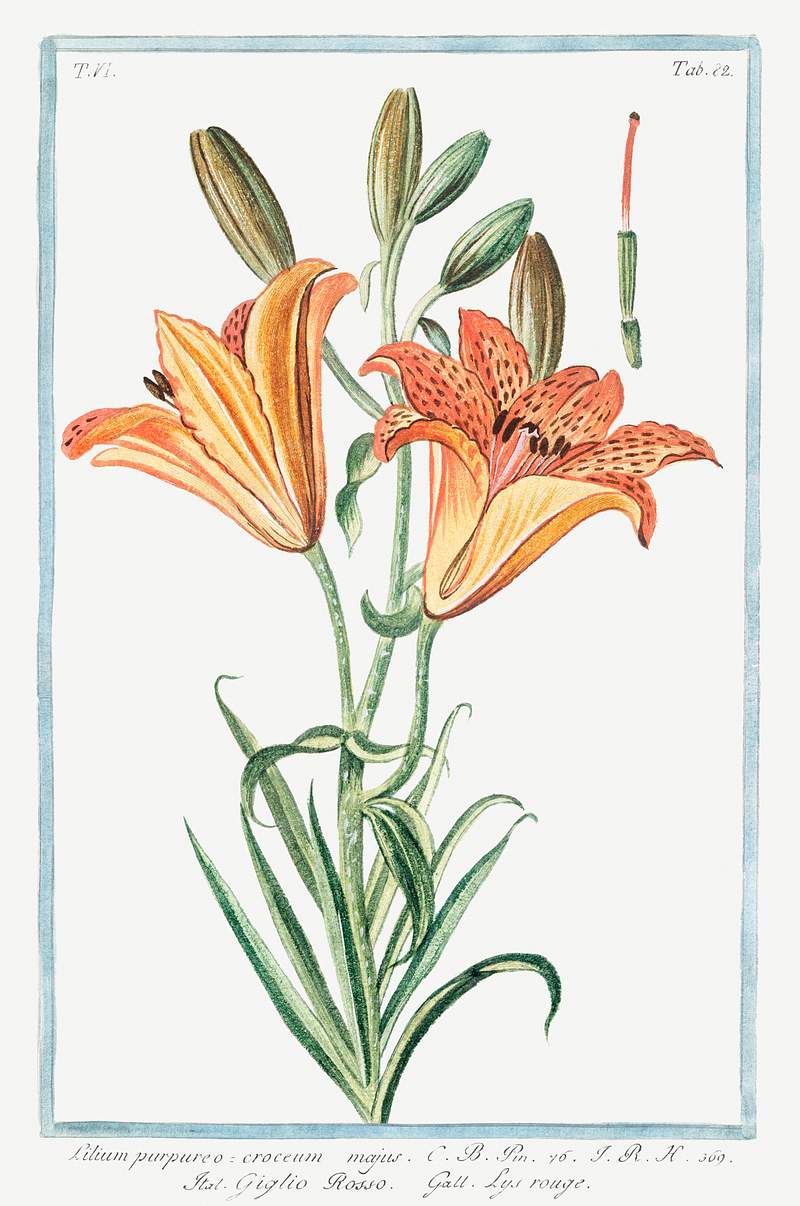 Orange Lily (ca. 1772 –1793) by Giorgio Bonelli. Original from the The New York Public Library. Digitally enhanced by…