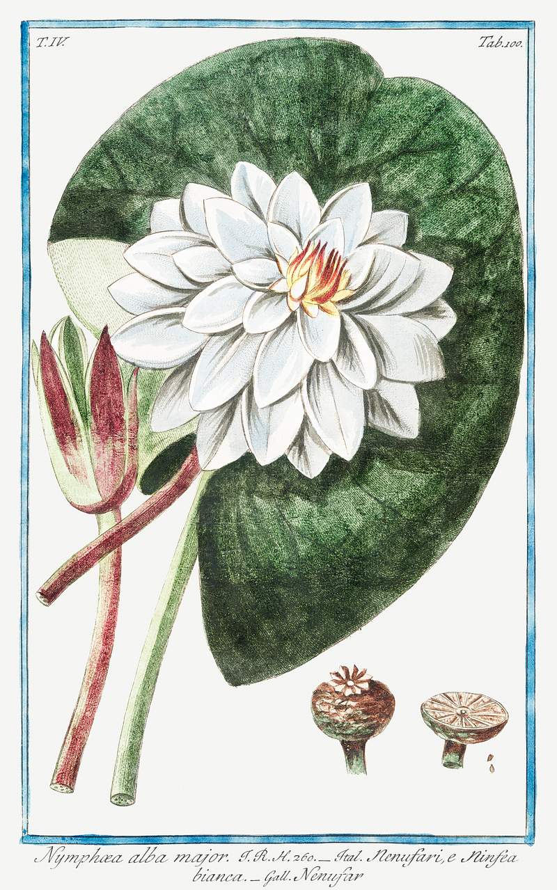 Nymphaea Alba Major (ca. 1772 –1793) by Giorgio Bonelli. Original from the The New York Public Library. Digitally…