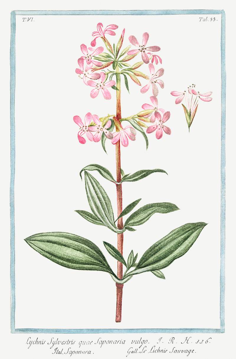 Lychnis sylvestris quae Saponaria vulgo, Saponara, Le Lichnis sauvage (ca. 1772 –1793) by Giorgio Bonelli. Original…