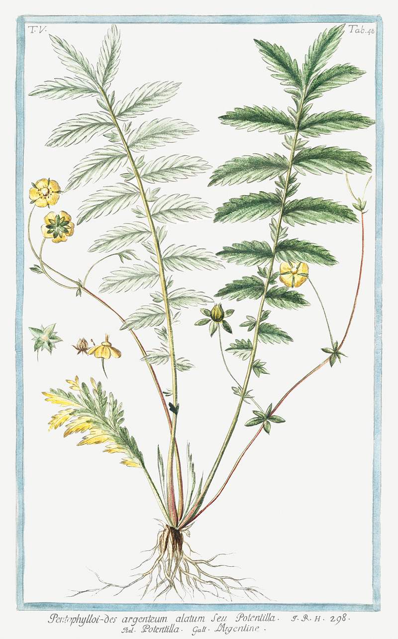 Silver Cinquefoil (ca. 1772 –1793) by Giorgio Bonelli. Original from the The New York Public Library. Digitally…