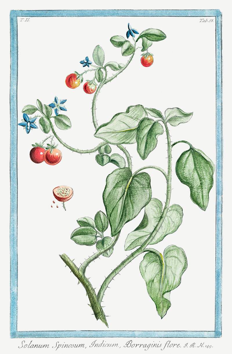 Solanum Spinosum, Indicum, Borraginis flore (ca. 1772 –1793) by Giorgio Bonelli. Original from the The New York Public…