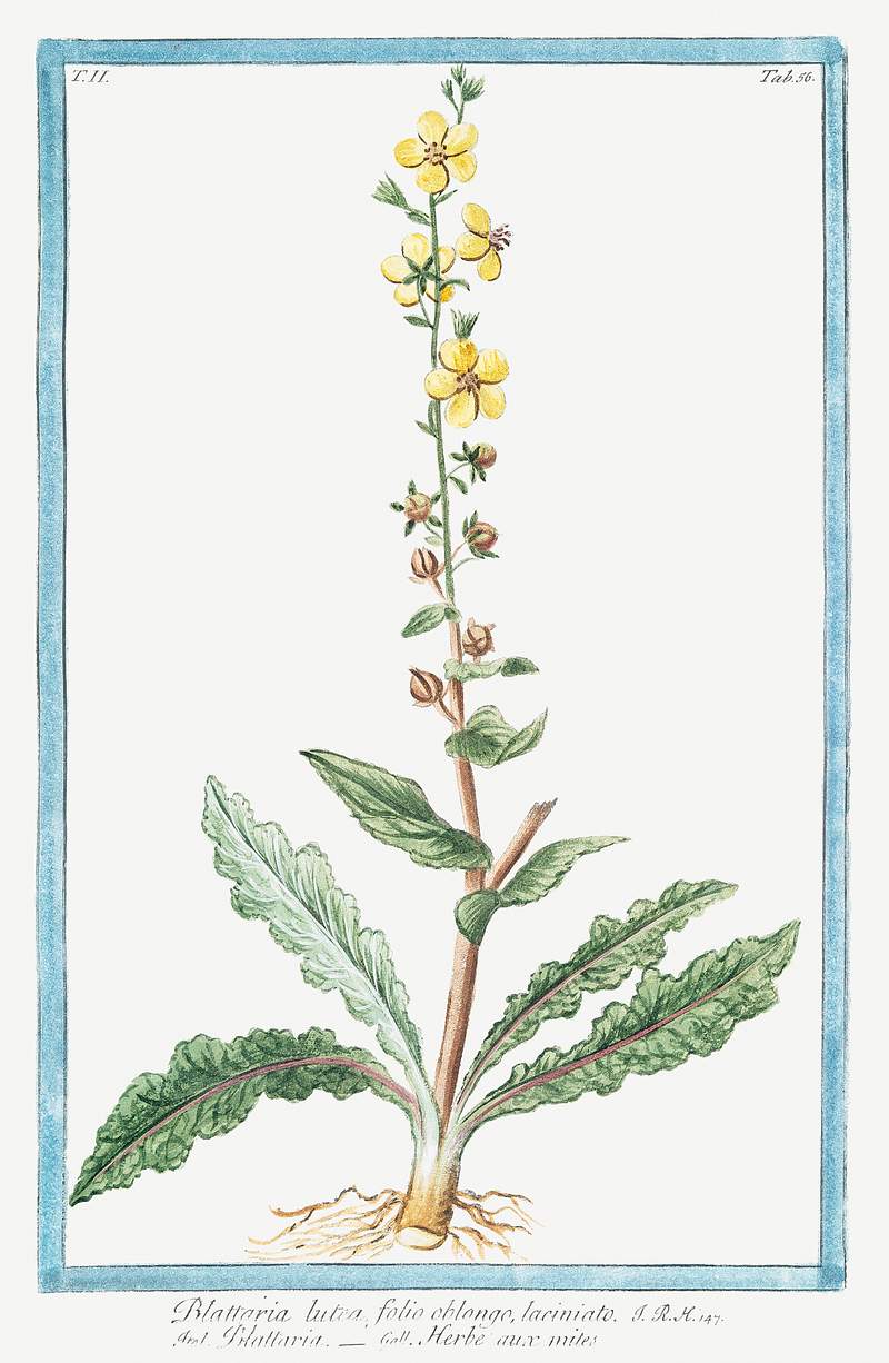 Blattaria lutea, folio oblongo, laciniato, Blattaria, Herbe aux mites(ca. 1772 –1793) by Giorgio Bonelli. Original from…