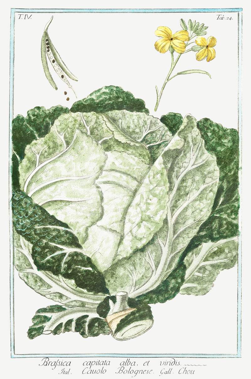 Cabbage (ca. 1772 –1793) by Giorgio Bonelli. Original from the The New York Public Library. Digitally enhanced by…