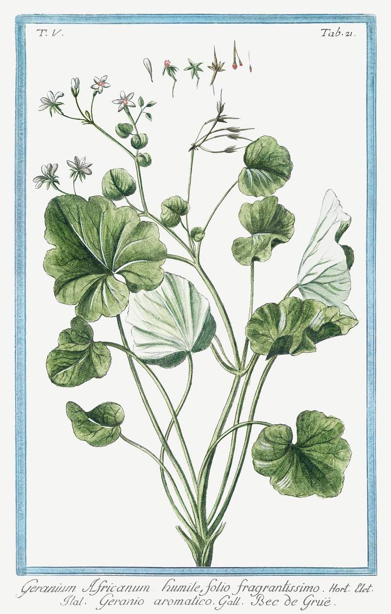 Alexanders, Black Lovage, Black Potherb Horse Parsley (ca. 1772 –1793) by Giorgio Bonelli. Original from the The New…