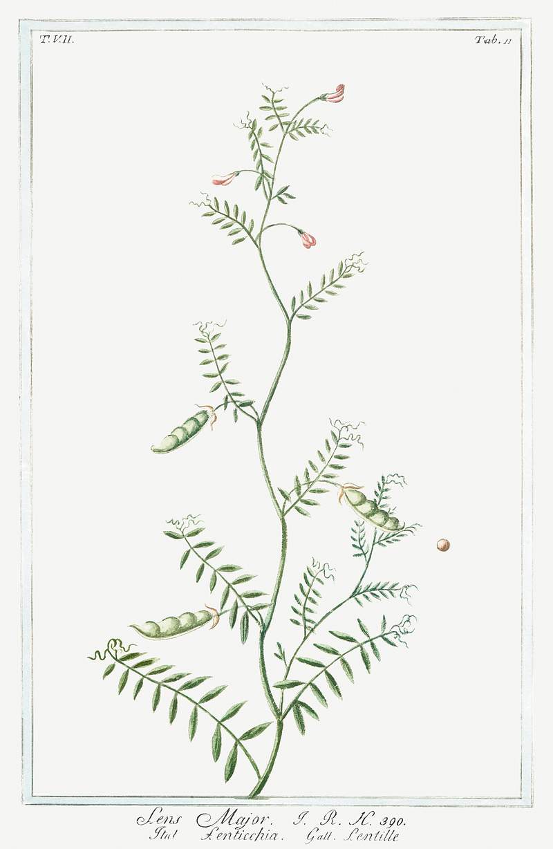 Lentils (ca. 1772 –1793) by Giorgio Bonelli. Original from the The New York Public Library. Digitally enhanced by…