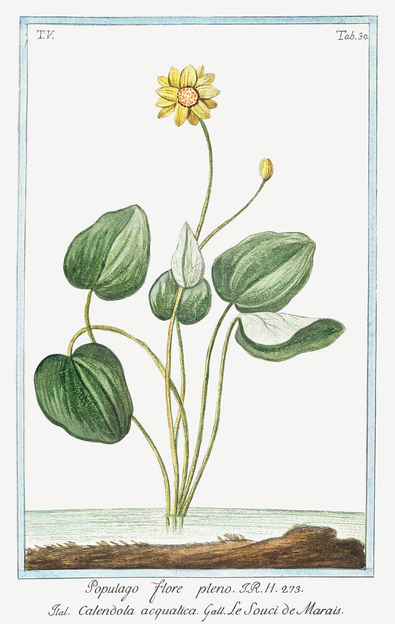Marsh Marigold (ca. 1772 –1793) by Giorgio Bonelli. Original from the The New York Public Library. Digitally enhanced…
