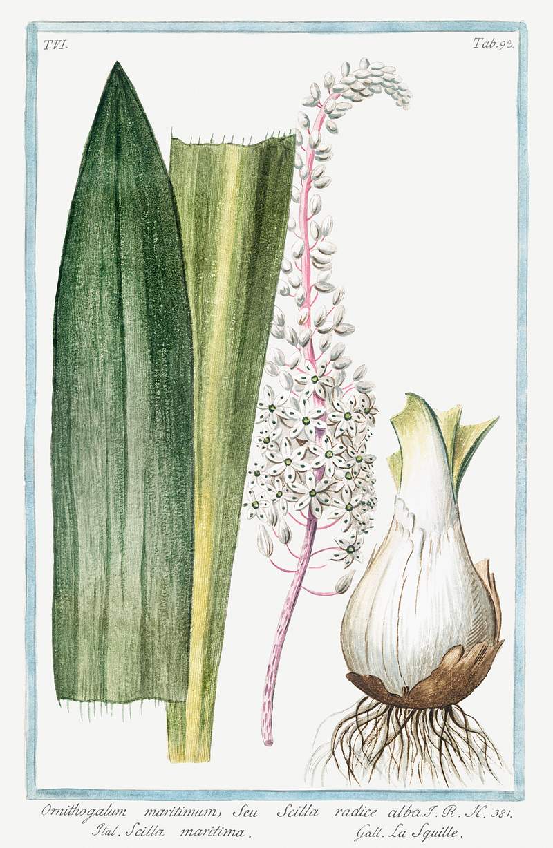 Ornithogalum maritimum, seu Scilla radice alba, Scilla maritima, La Sqiulle (ca. 1772 –1793) by Giorgio Bonelli.…