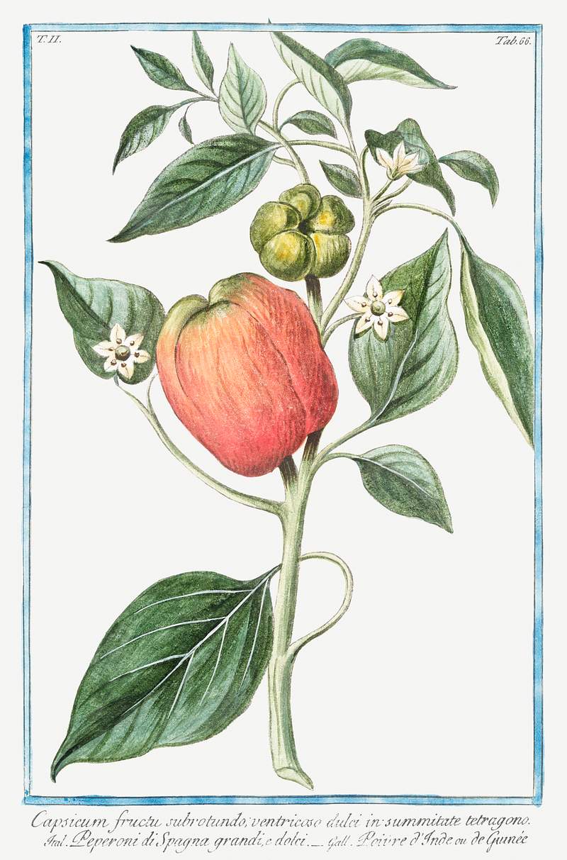 Capsicum fructu, subrotundo, ventricoso dulci in summitate tetragono. Peperoni di Spagna grandi, e dolci. Poivre d'Inde ou de…