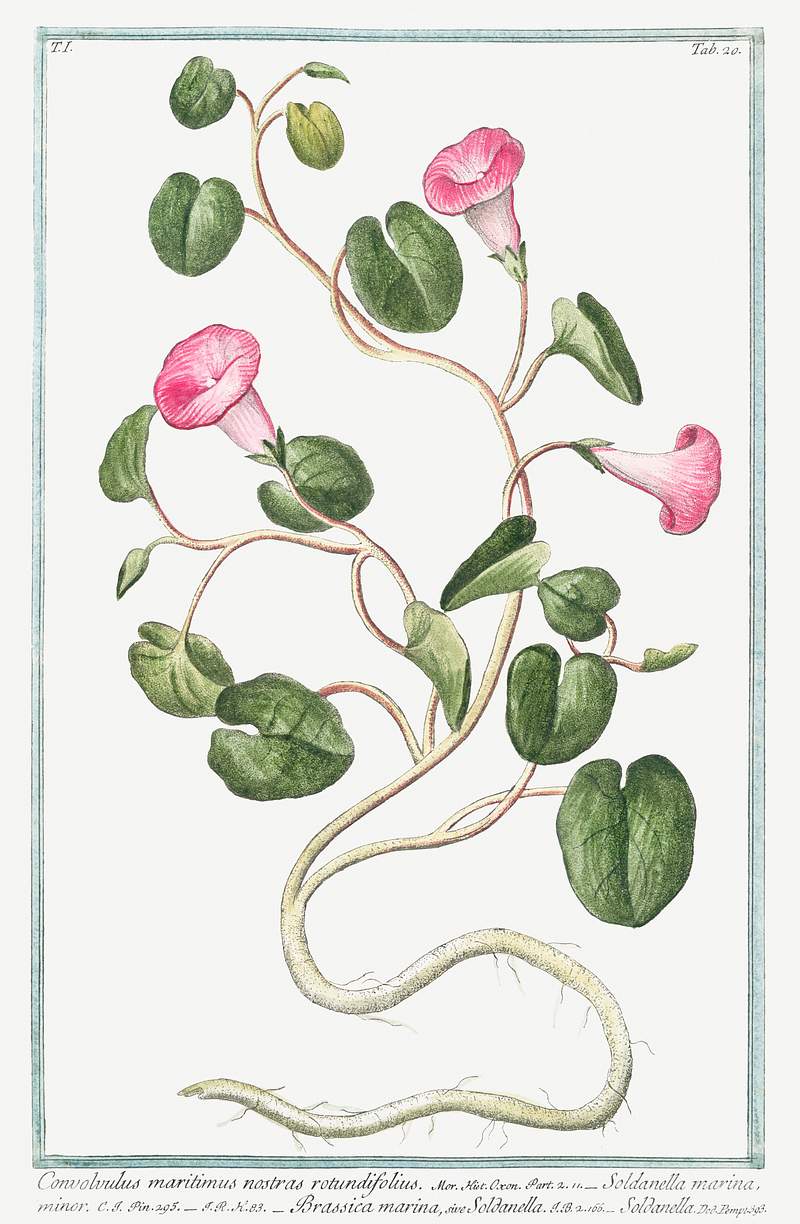 Convolvulus maritimus nostras rotundifolius. Soldanella marina minor. Brassica marina, sive Soldanella (ca. 1772 –1793)…