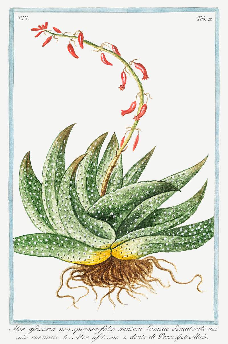 Spineless African Aloe (ca. 1772 –1793) by Giorgio Bonelli. Original from the The New York Public Library. Digitally…