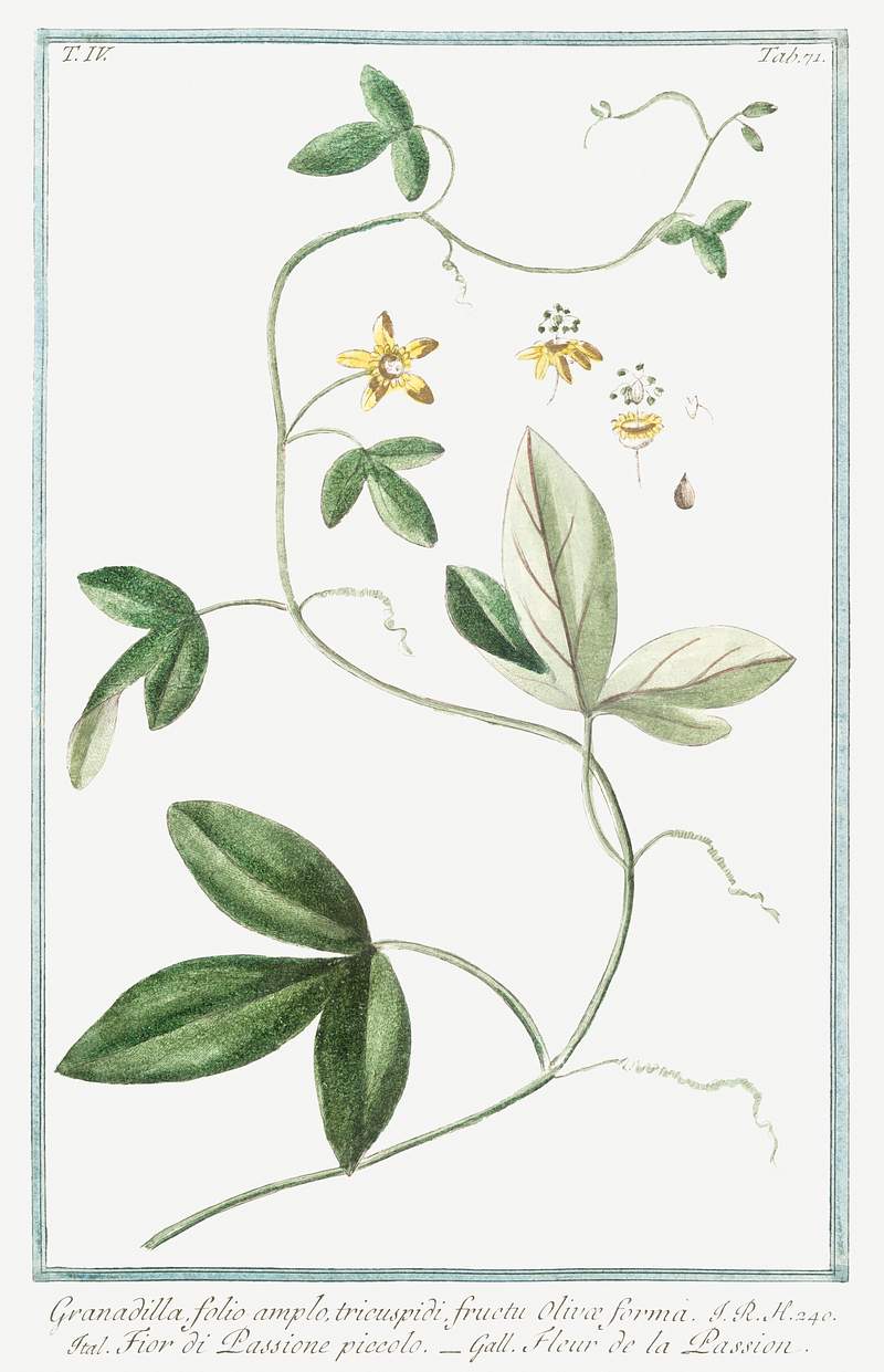 Passion flower (ca. 1772 –1793) by Giorgio Bonelli. Original from the The New York Public Library. Digitally enhanced…