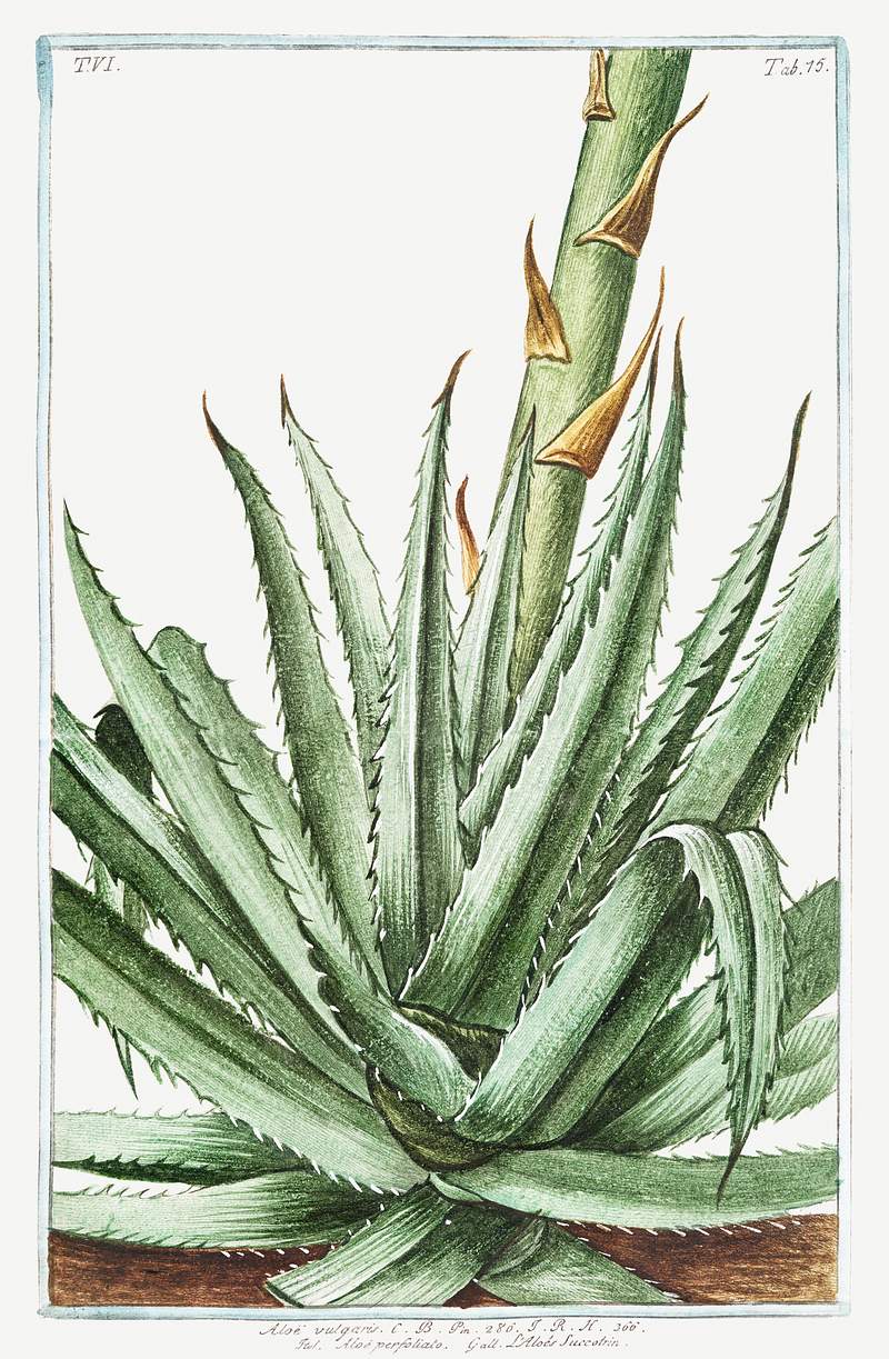 Aloe vulgaris Aloé perfoliato. L'Aloés Succotrin (ca. 1772 –1793) by Giorgio Bonelli. Original from the…
